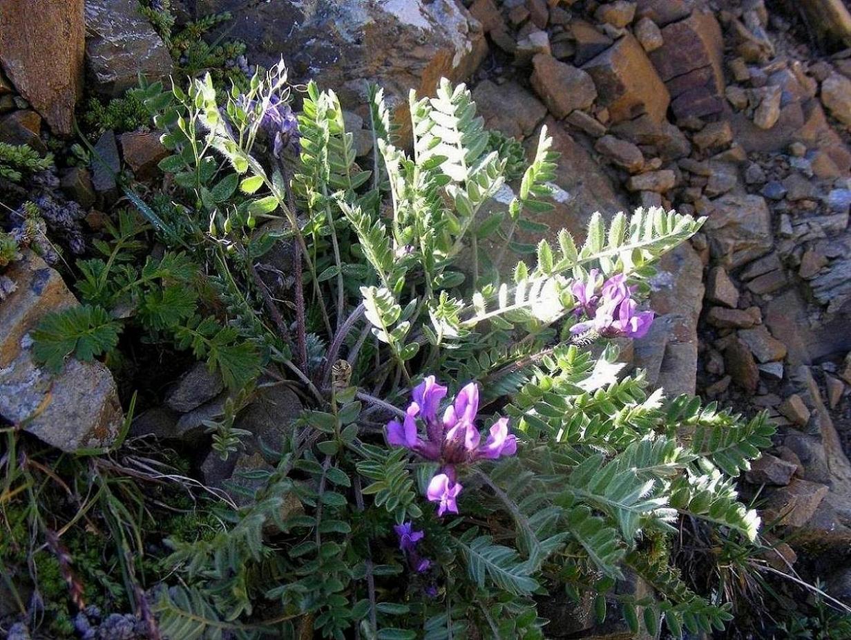 Oxytropis halleri  / Astragalo di Haller